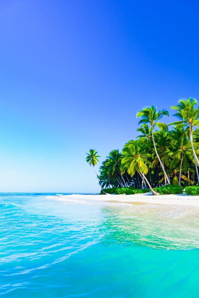 Coconut Palm tree on white sandy beach in Saona Island , Dominican Republic. Panoramic view.